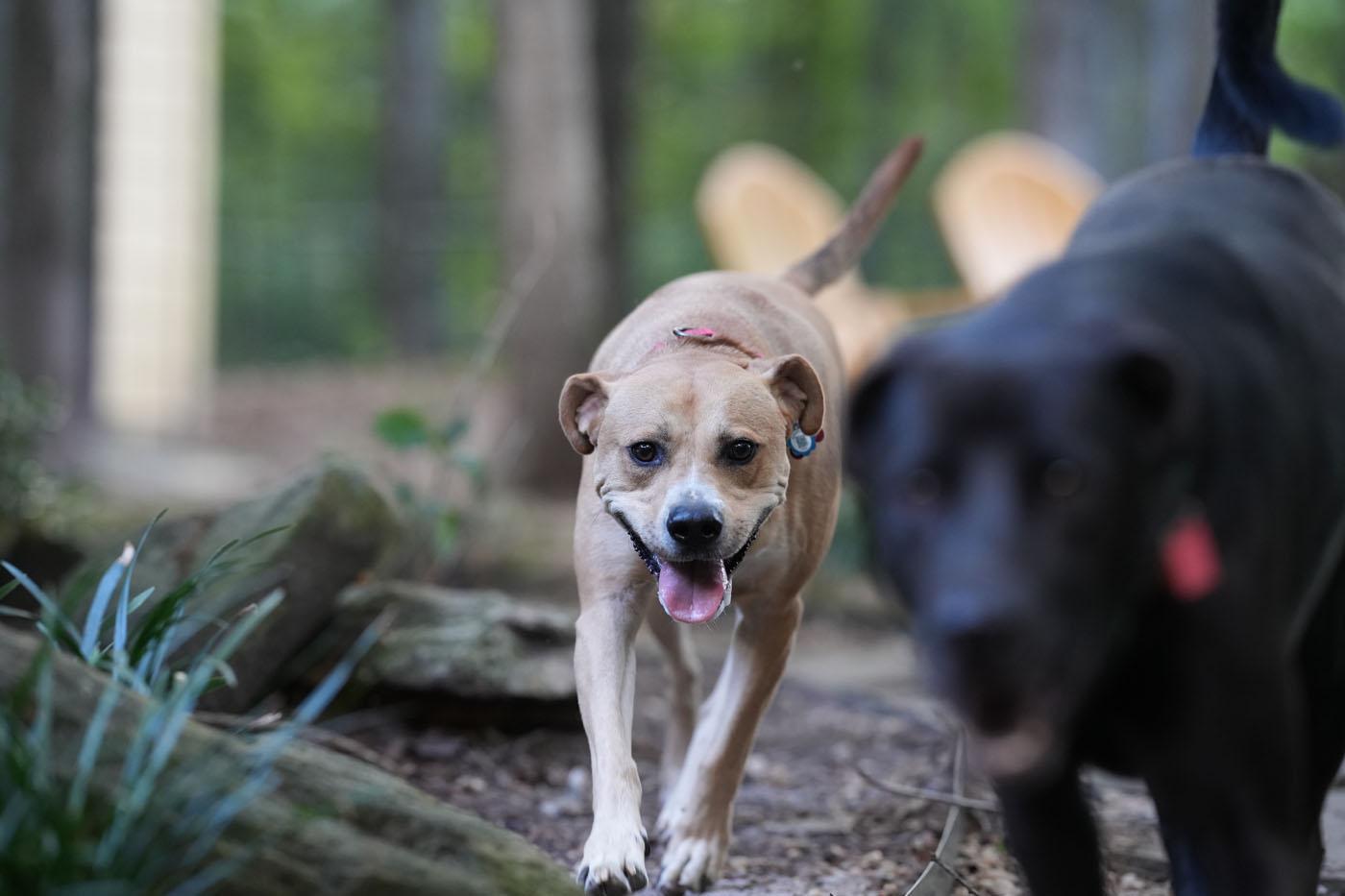 Kirby, a Adoptable mixed breed in Chamblee, GA image 2/6