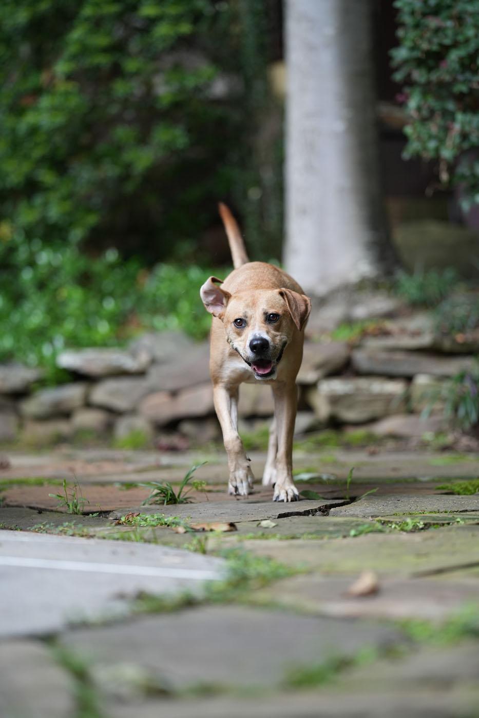 Kirby, a Adoptable mixed breed in Chamblee, GA image 4/6