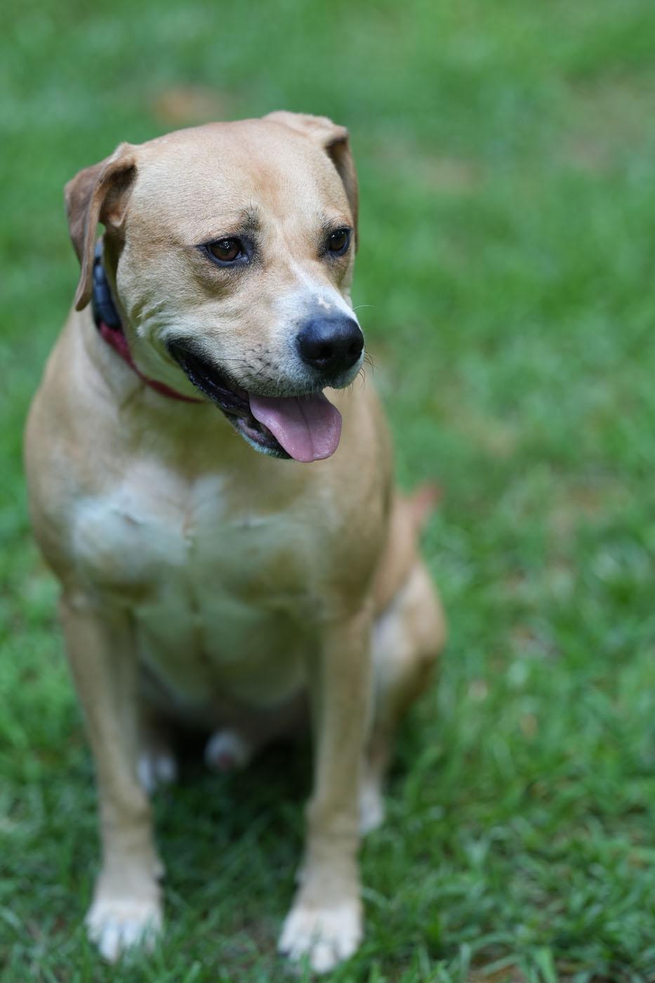 Enlarge Kirby, a Adoptable mixed breed in Chamblee, GA image 4/6