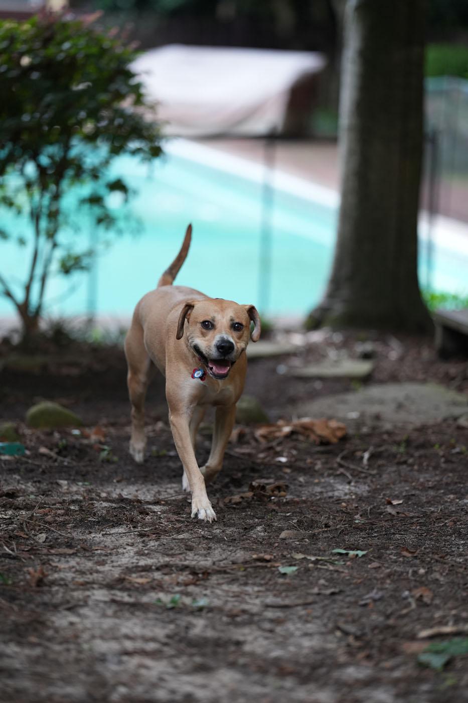Kirby, a Adoptable mixed breed in Chamblee, GA image 5/6
