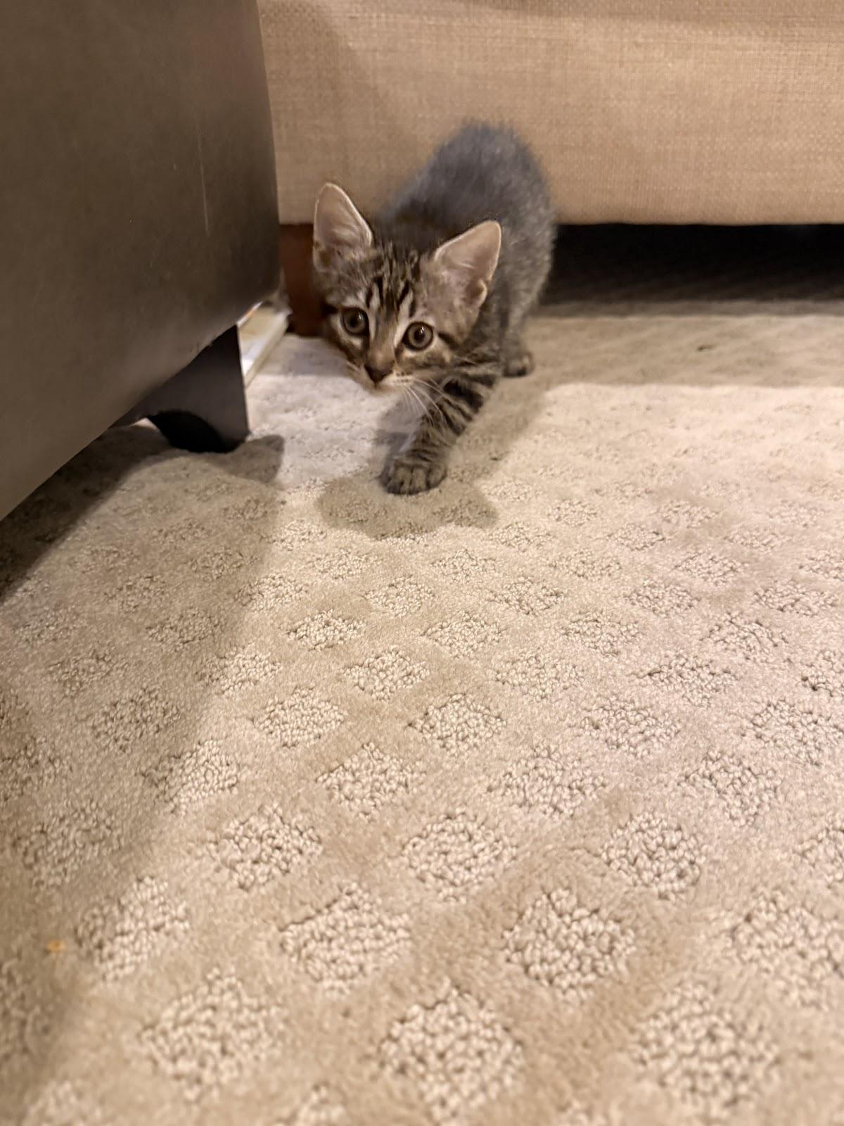 Enlarge Forest, a Adoptable Domestic Short Hair in Houston, TX image 3/3