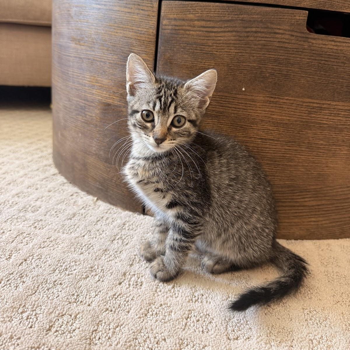 Enlarge Forest, a Adoptable Domestic Short Hair in Houston, TX image 1/3