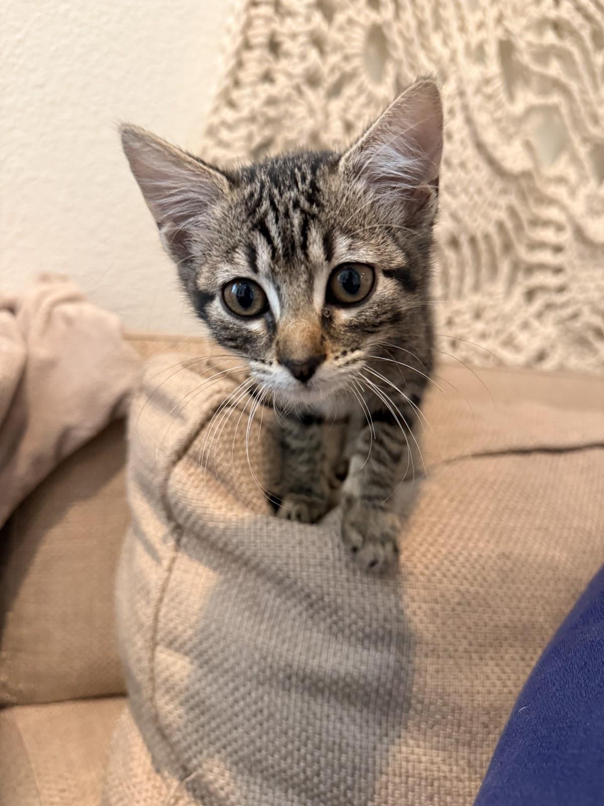 Enlarge Forest, a Adoptable Domestic Short Hair in Houston, TX image 2/3