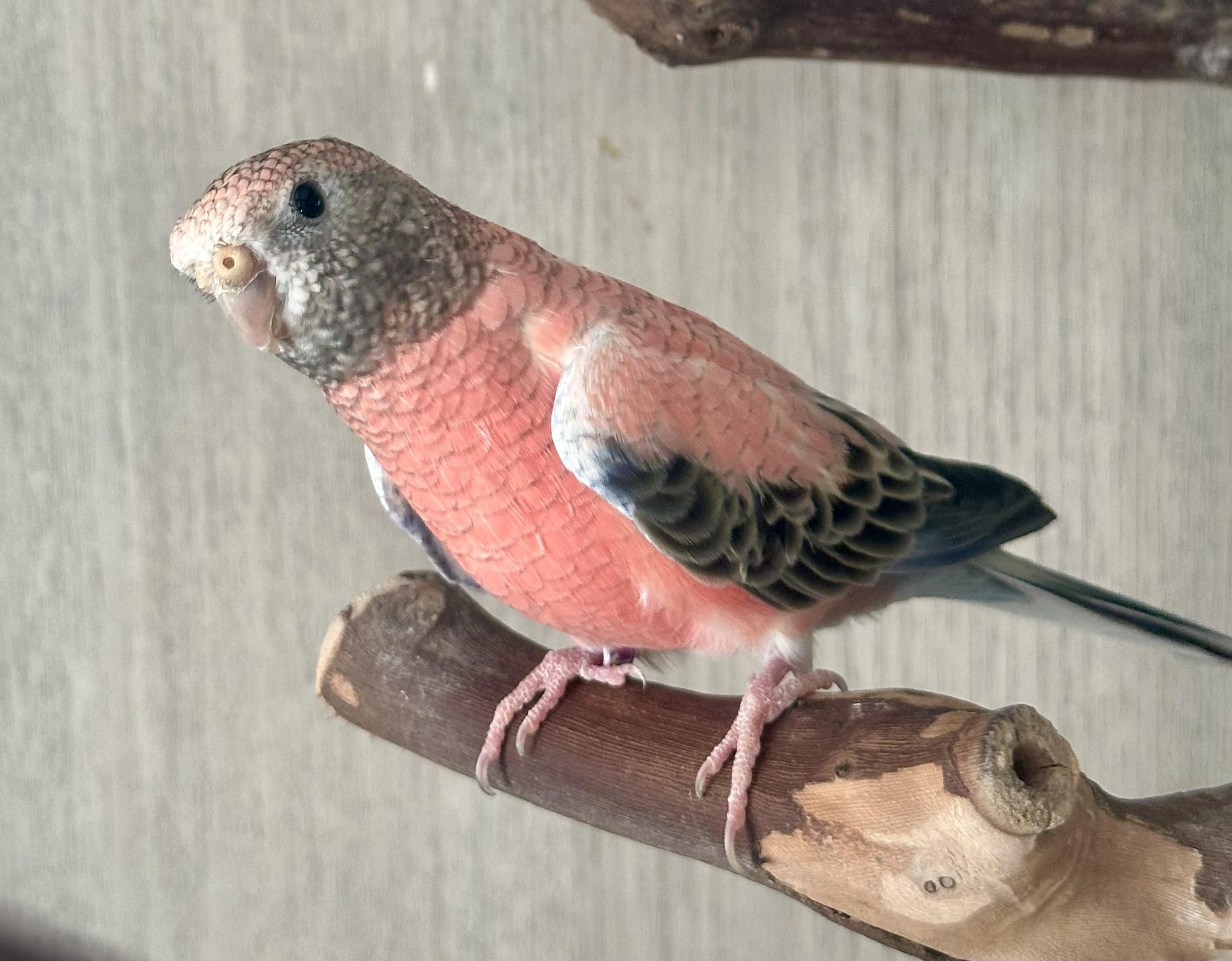 Enlarge Sundae & Maraschino , a ADOPTABLE Parrot (Other) in Andover, CT image 1/6