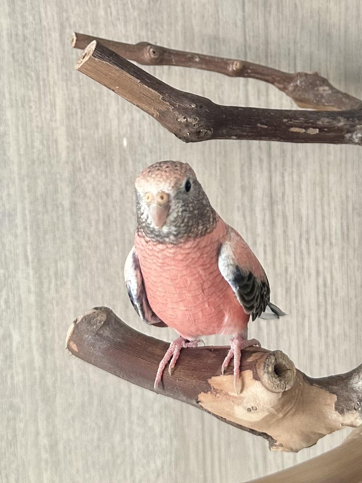 Enlarge Sundae & Maraschino , a ADOPTABLE Parrot (Other) in Andover, CT image 4/6