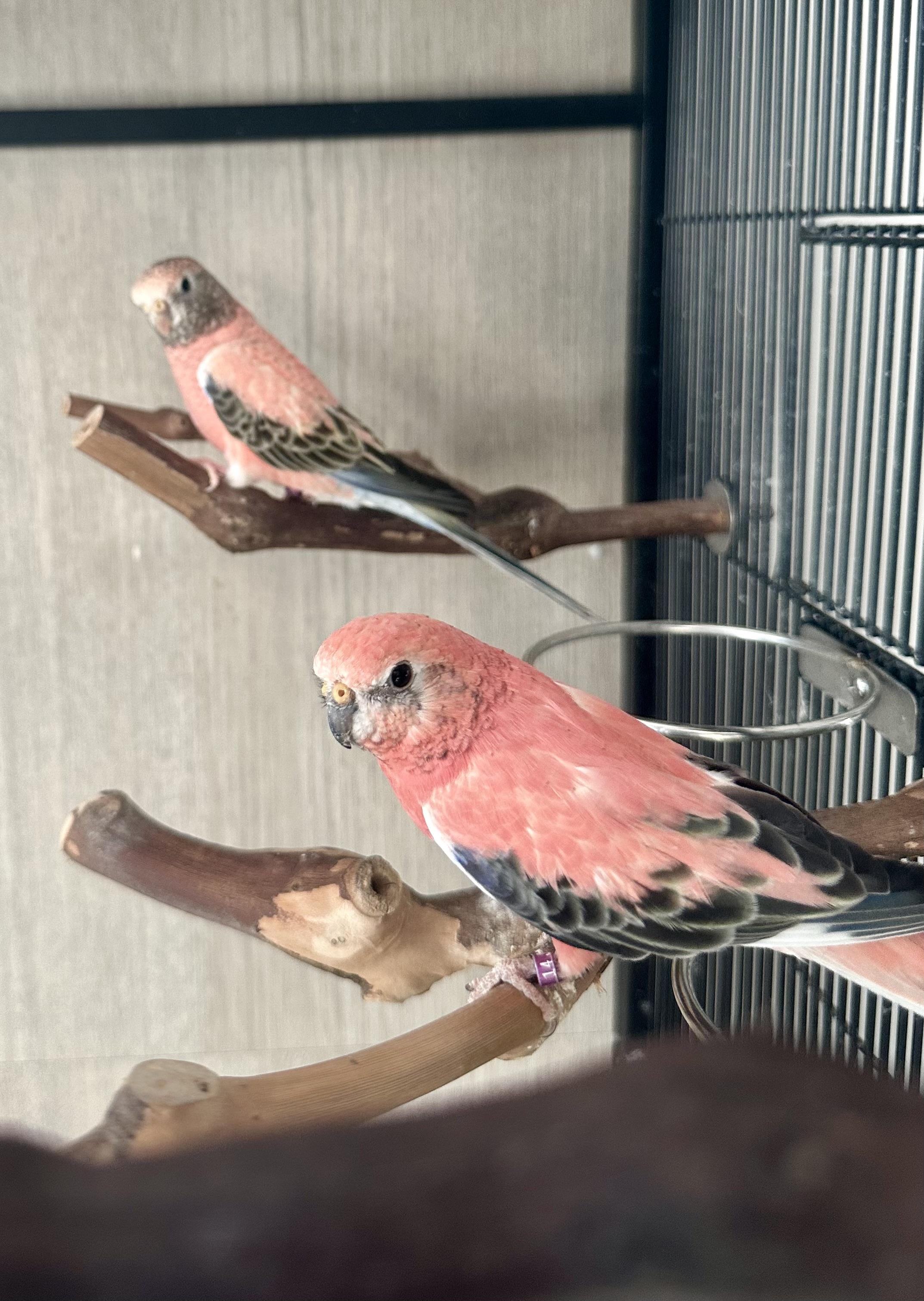 Enlarge Sundae & Maraschino , a ADOPTABLE Parrot (Other) in Andover, CT image 6/6