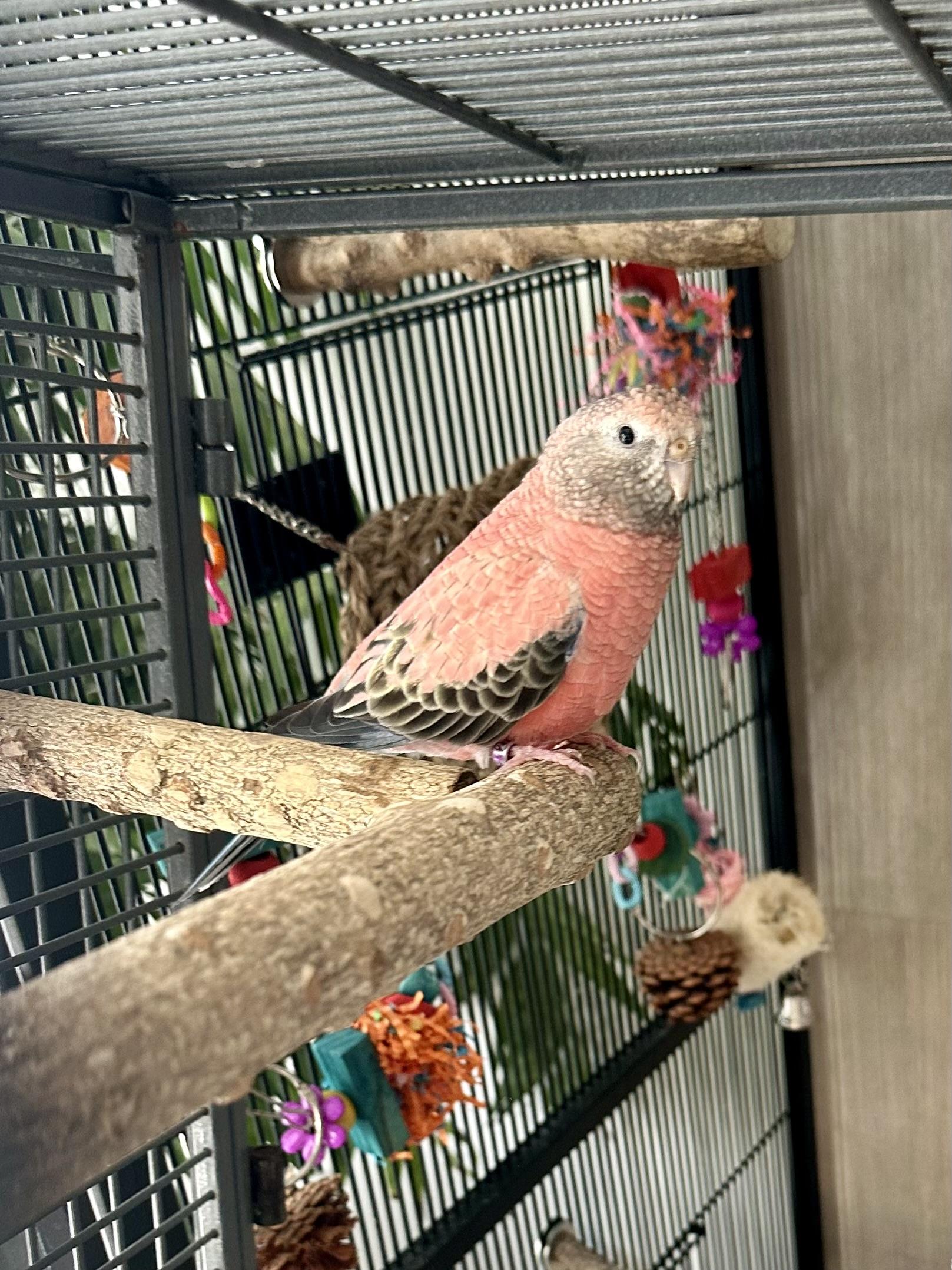 Enlarge Sundae & Maraschino , a ADOPTABLE Parrot (Other) in Andover, CT image 3/6