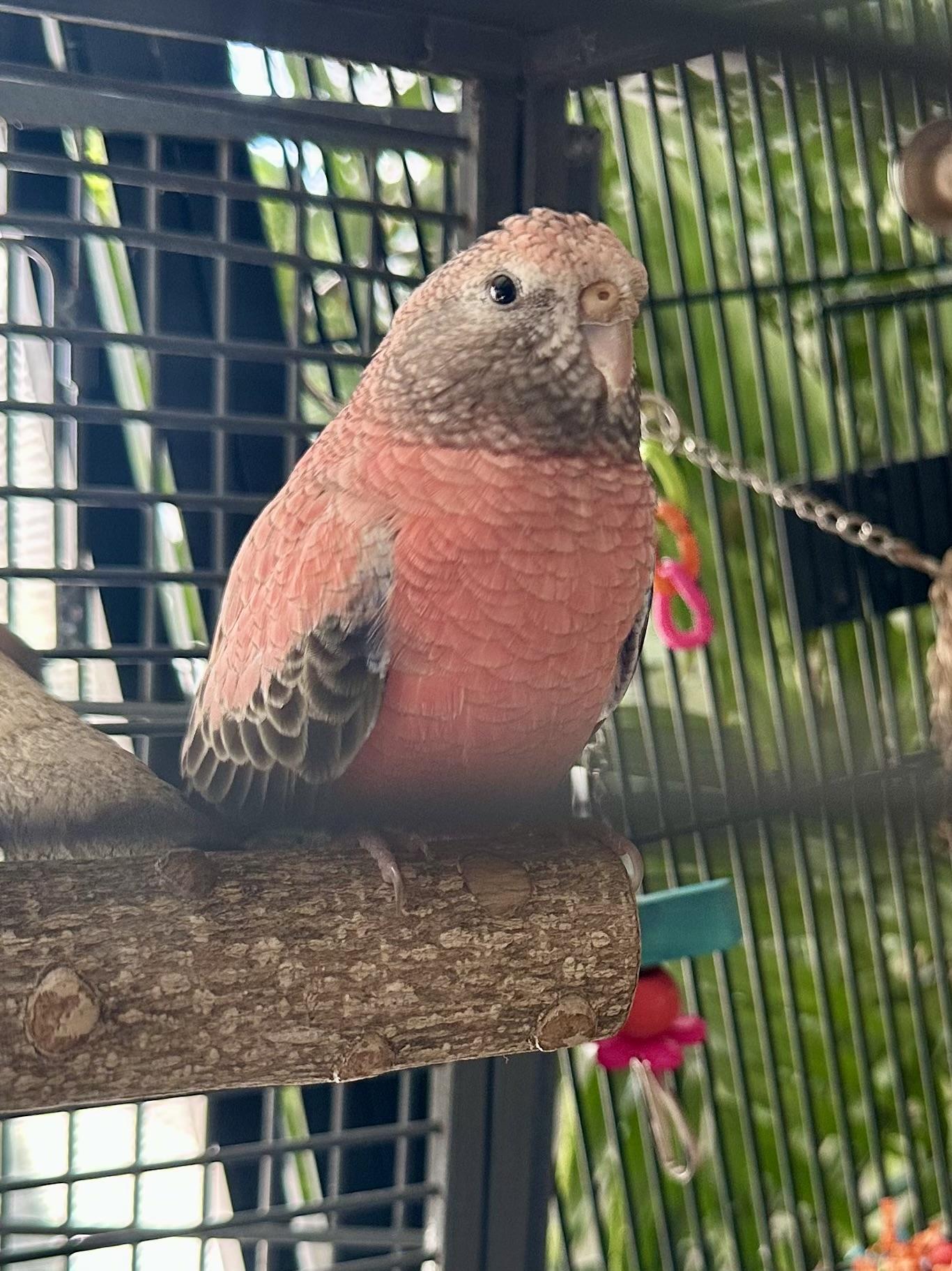 Enlarge Sundae & Maraschino , a ADOPTABLE Parrot (Other) in Andover, CT image 5/6