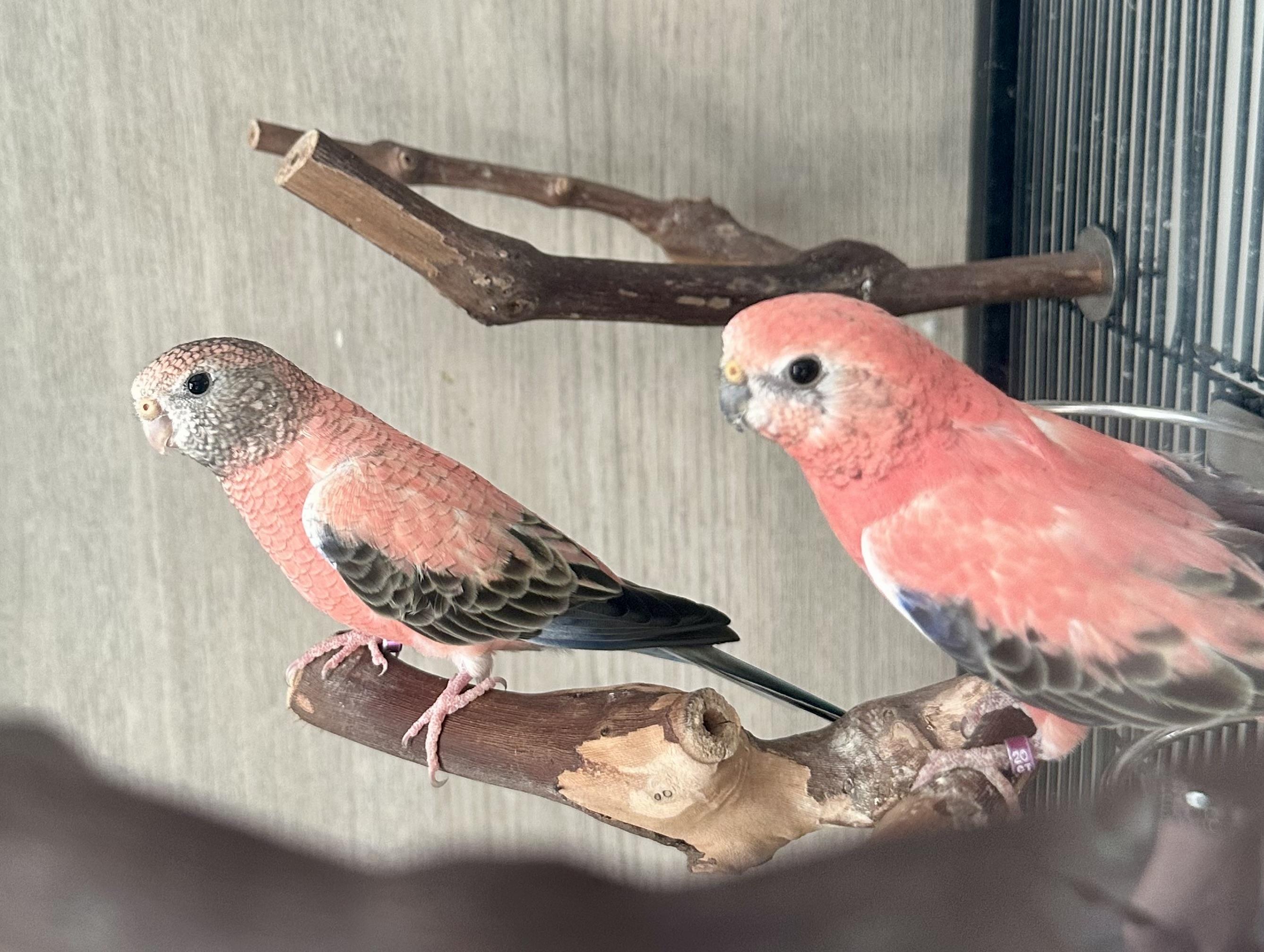 Enlarge Sundae & Maraschino , a ADOPTABLE Parrot (Other) in Andover, CT image 2/6