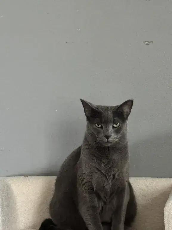 Enlarge Ovale, a Adoptable mixed breed in Grand Rapids, MI image 1/5