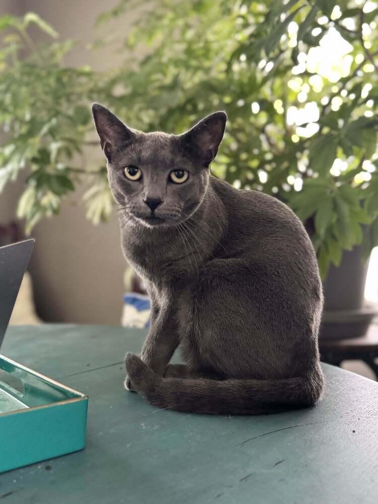 Ovale, Adoptable, Adult Female Domestic Short Hair.