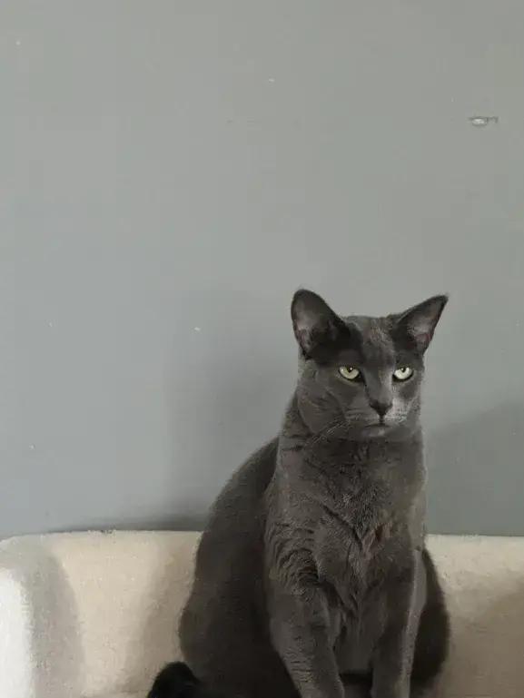 Enlarge Ovale, a Adoptable mixed breed in Grand Rapids, MI image 3/5