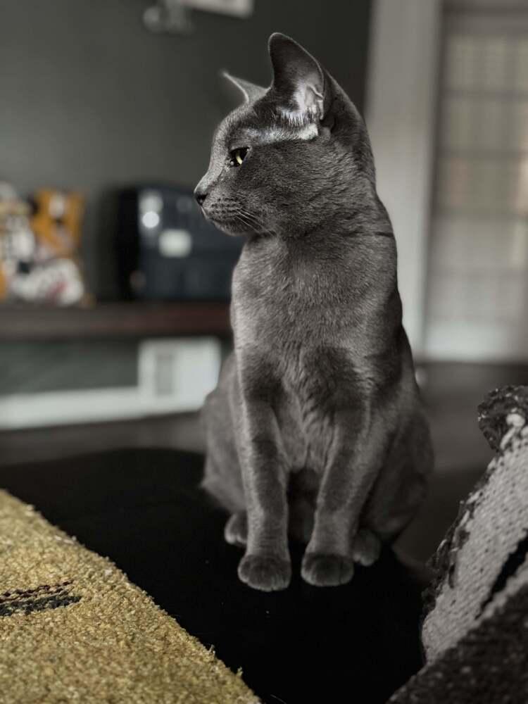 Enlarge Ovale, a Adoptable mixed breed in Grand Rapids, MI image 4/6