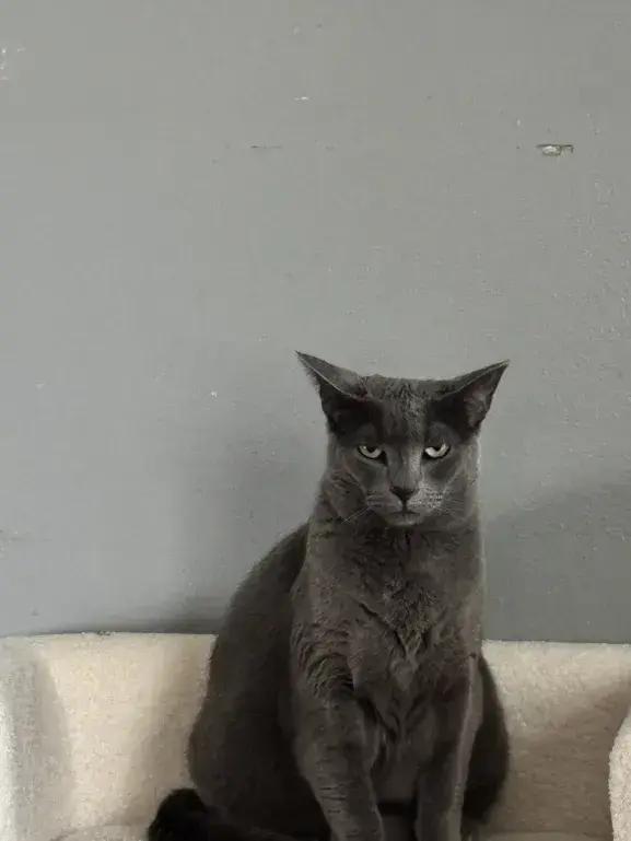 Enlarge Ovale, a Adoptable mixed breed in Grand Rapids, MI image 4/5