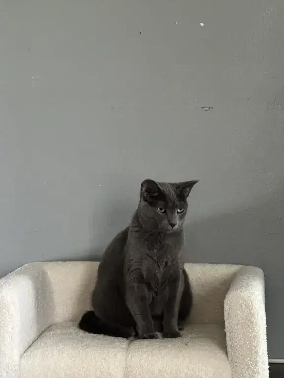 Enlarge Ovale, a Adoptable mixed breed in Grand Rapids, MI image 5/5