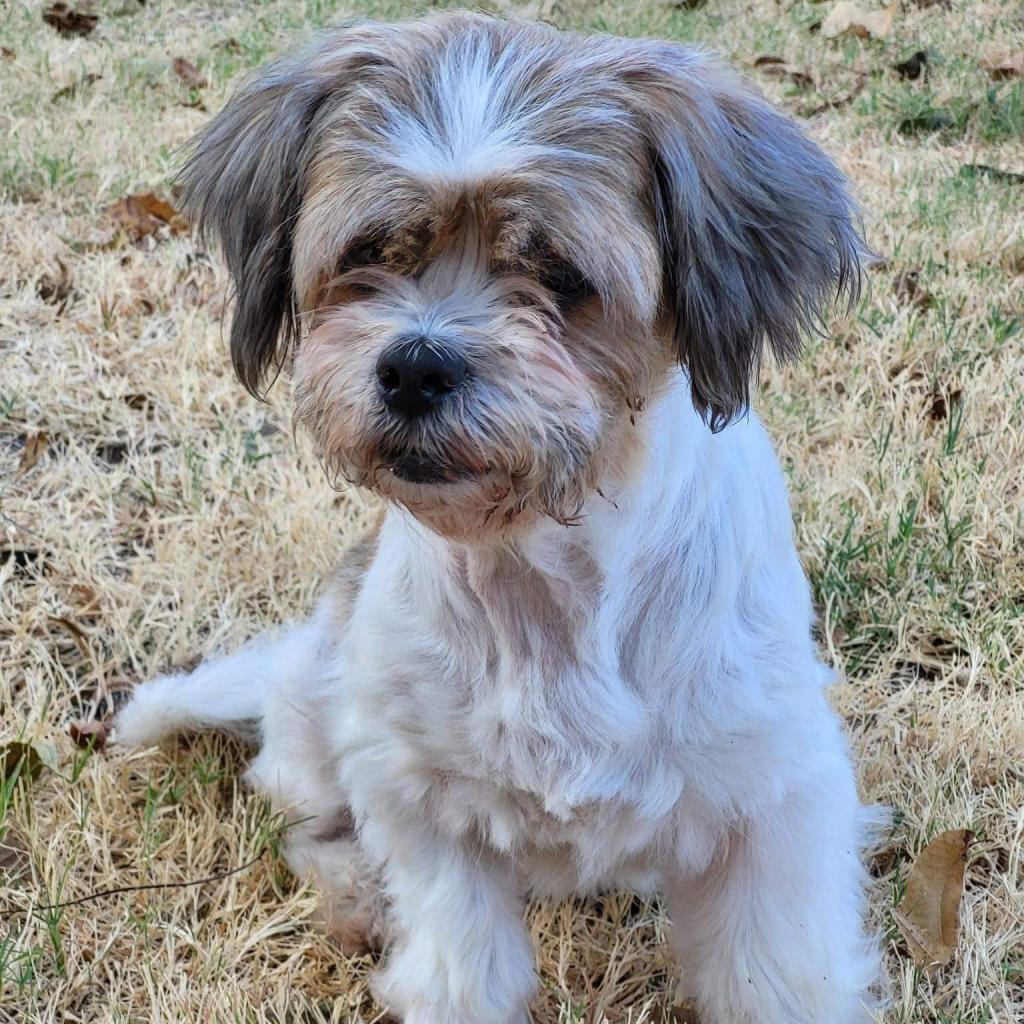 Enlarge Rosie Cherry (Dallas), a Adoptable mixed breed in Murphy, TX image 1/6