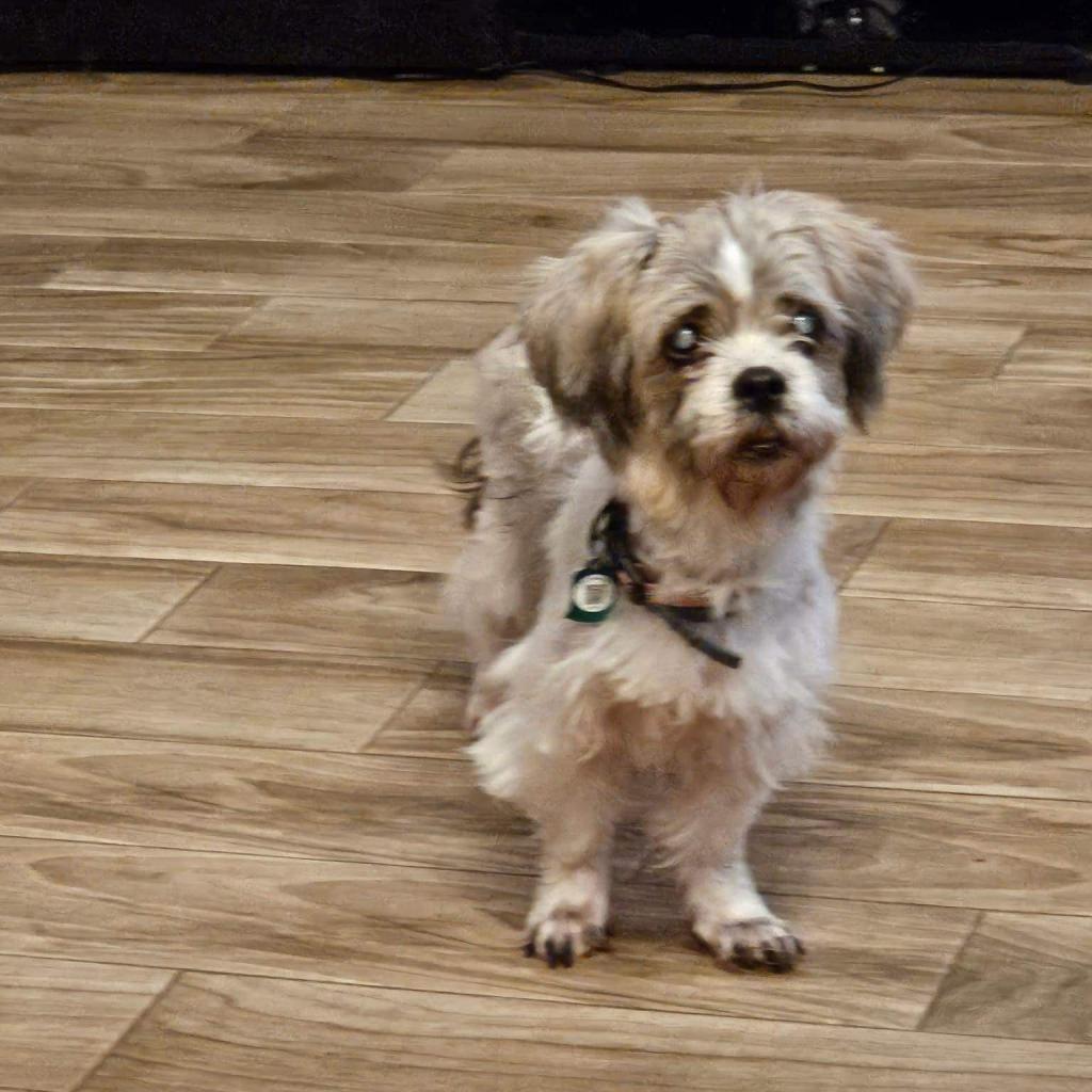 Enlarge Rosie Cherry (Dallas), a Adoptable mixed breed in Murphy, TX image 2/6