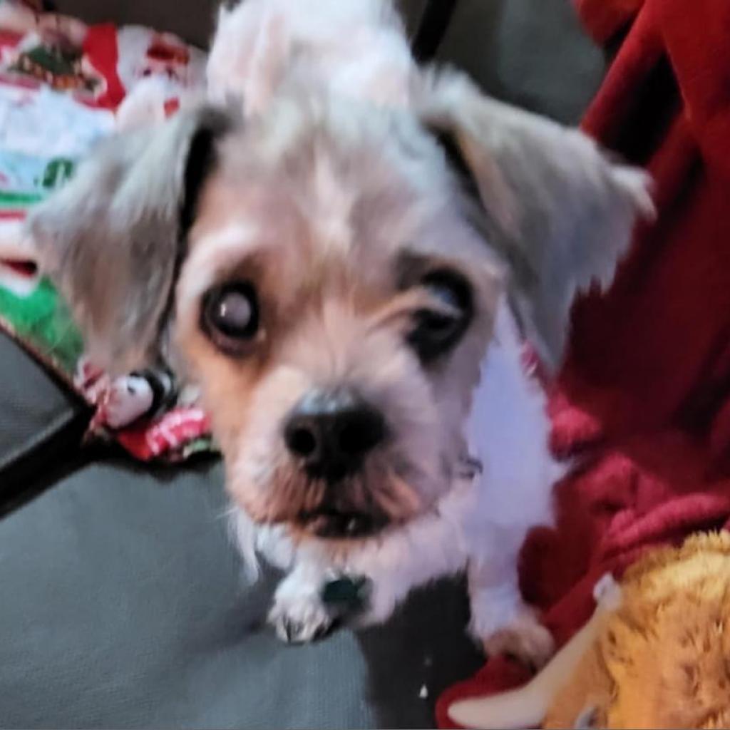 Enlarge Rosie Cherry (Dallas), a Adoptable mixed breed in Murphy, TX image 3/6