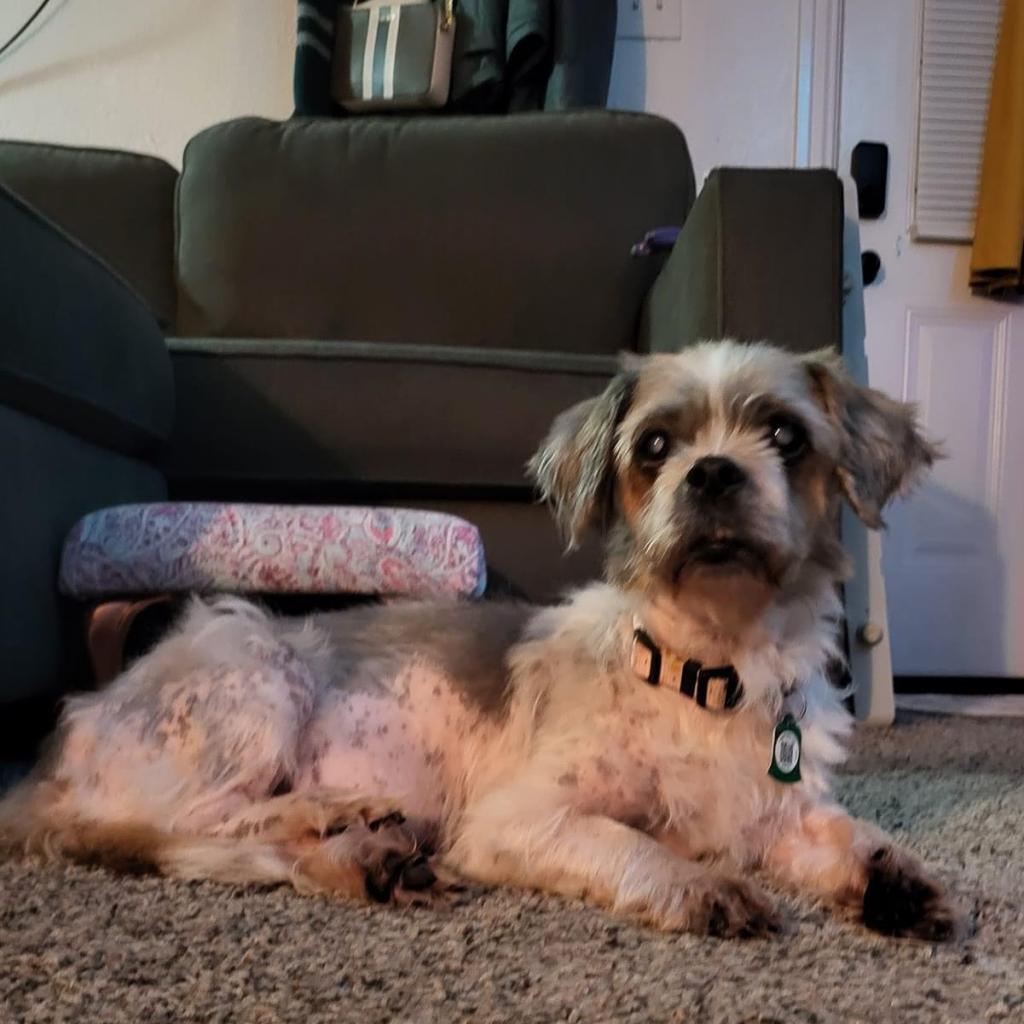 Enlarge Rosie Cherry (Dallas), a Adoptable mixed breed in Murphy, TX image 5/6