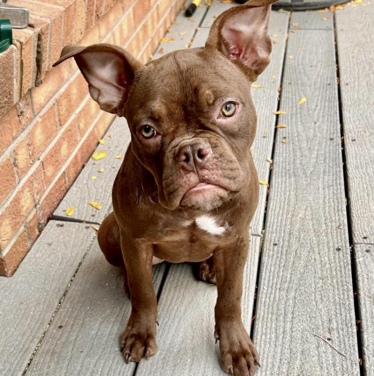 Cookie, Adoptable, Young Female French Bulldog & Staffordshire Bull Terrier.