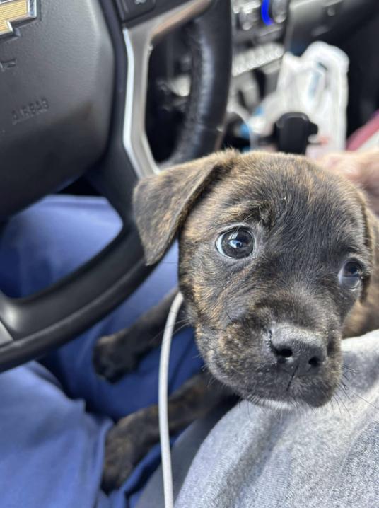 Smoochie, an adopted mixed breed in Fort Collins, CO image 4/4