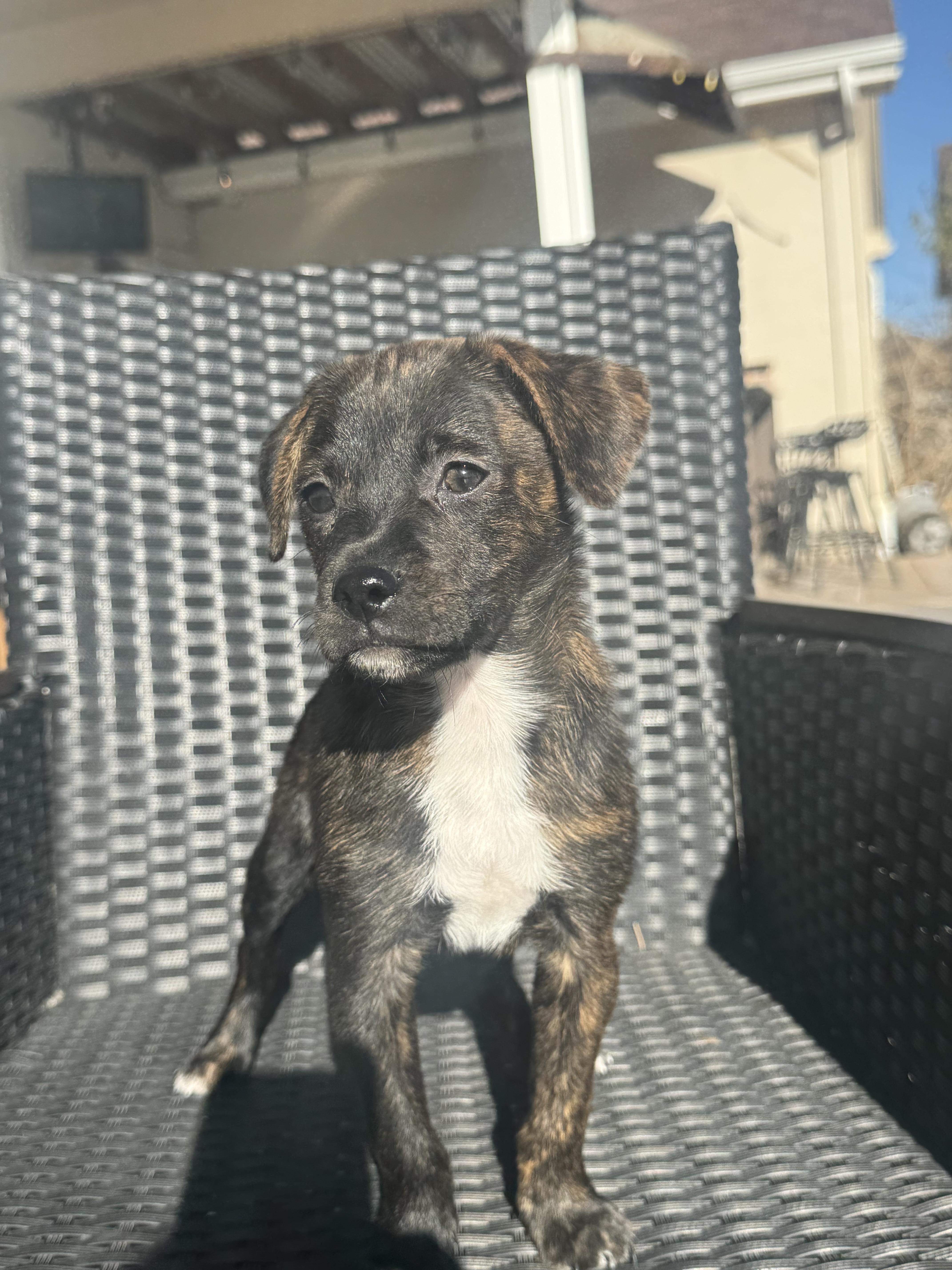 Smoochie, an adopted mixed breed in Fort Collins, CO image 2/4