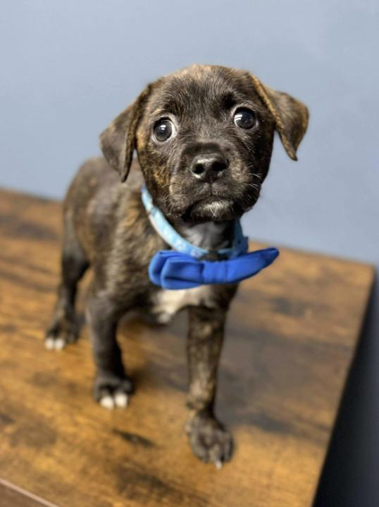 Smoochie, Adoptable, Puppy Male Pit Bull Terrier & Boxer.