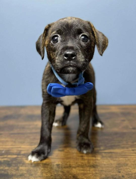 Smoochie, an adopted mixed breed in Fort Collins, CO image 3/4