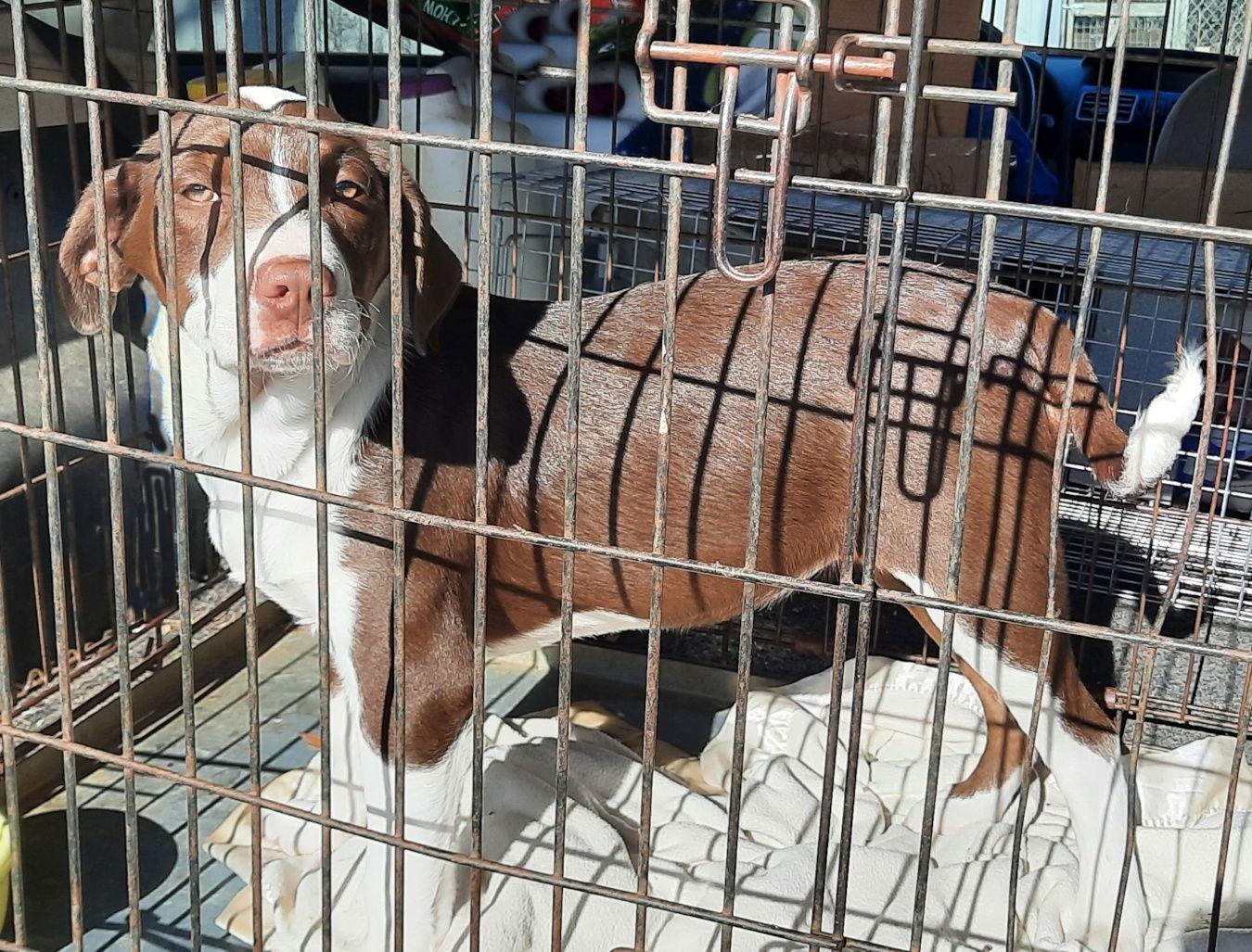 Petunia, a Adoptable mixed breed in Mcconnelsville, OH image 1/3