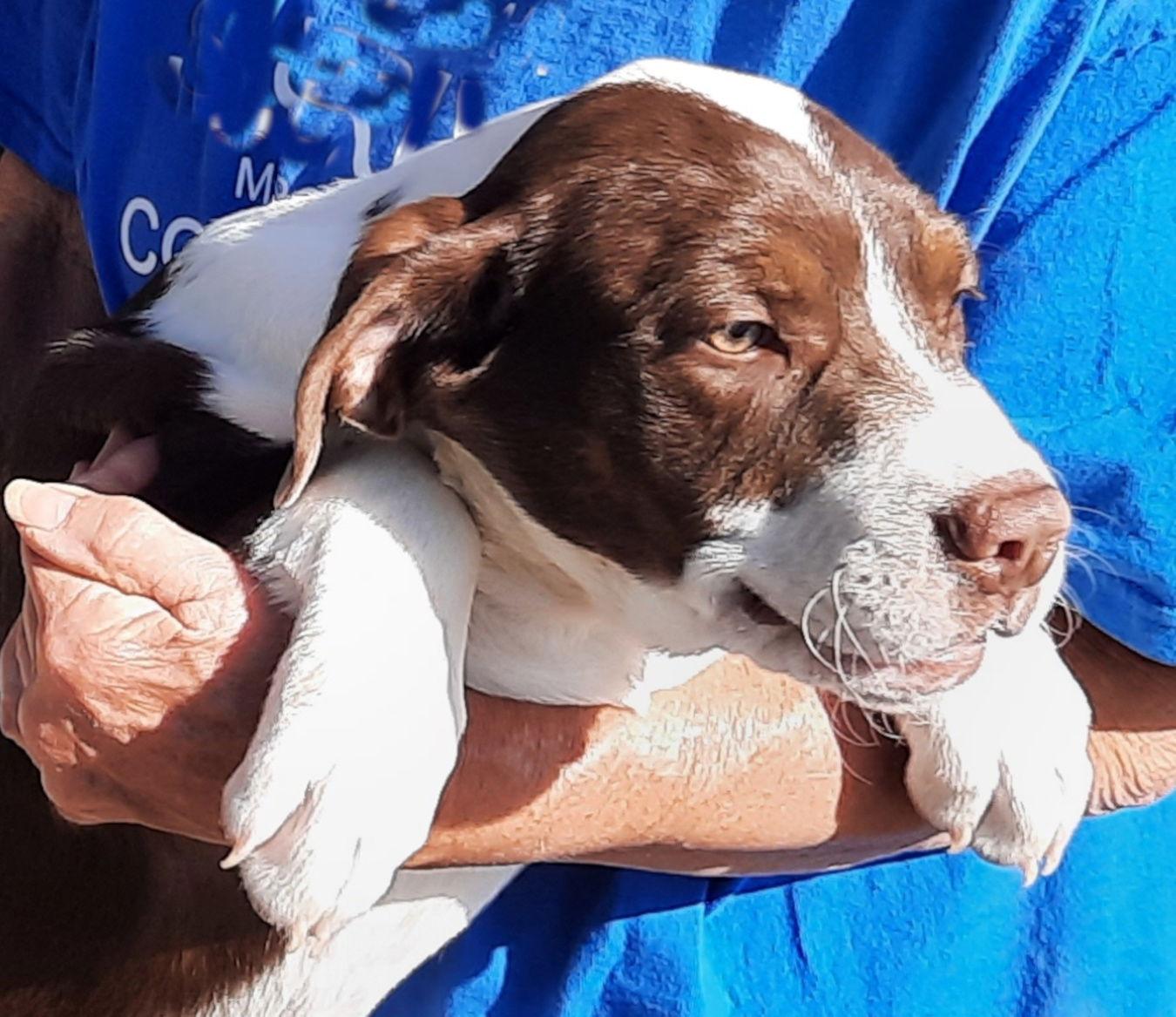 Petunia, a Adoptable mixed breed in Mcconnelsville, OH image 3/3