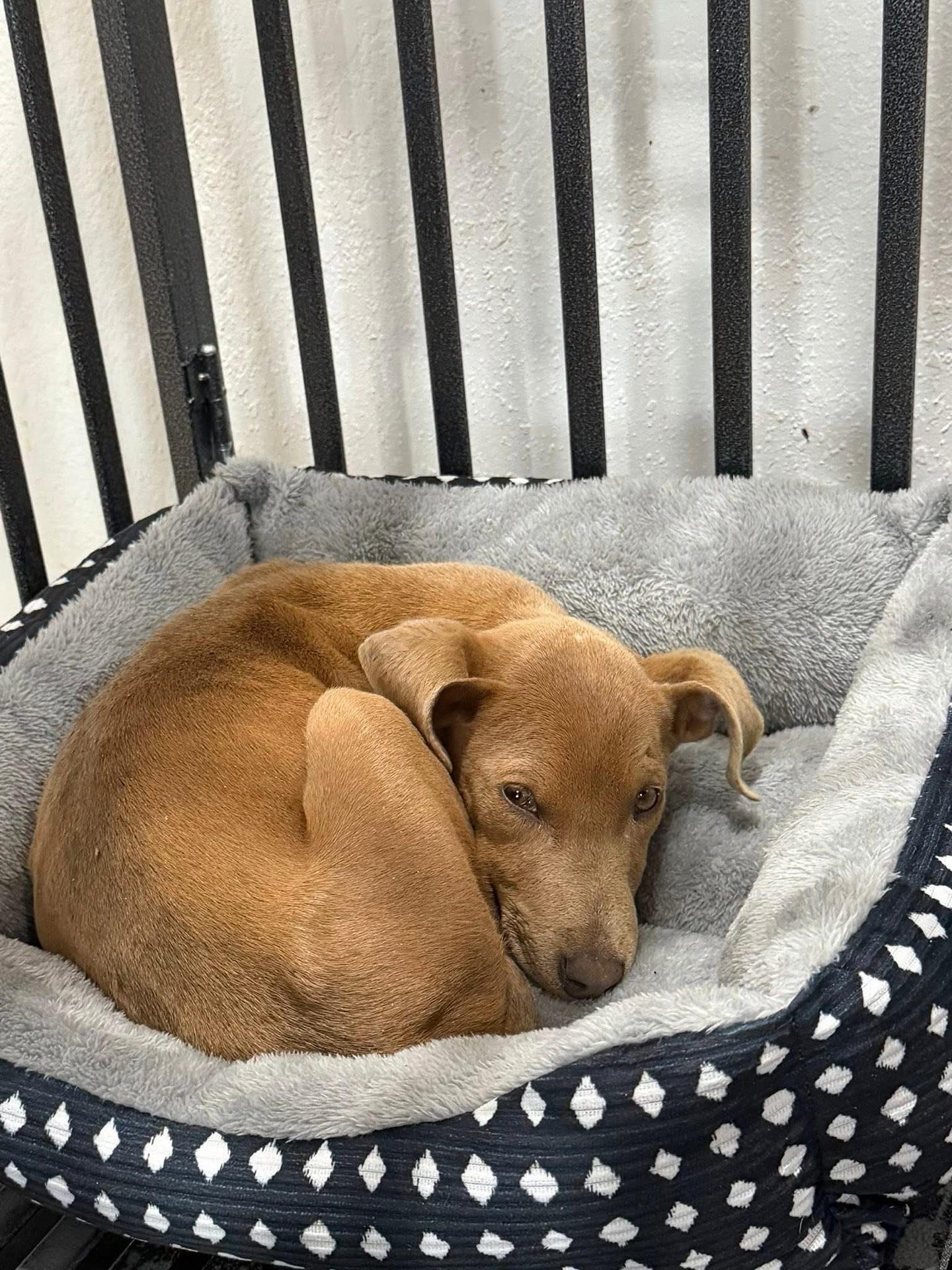 Enlarge Tulip, an adopted mixed breed in Commerce City, CO image 3/5