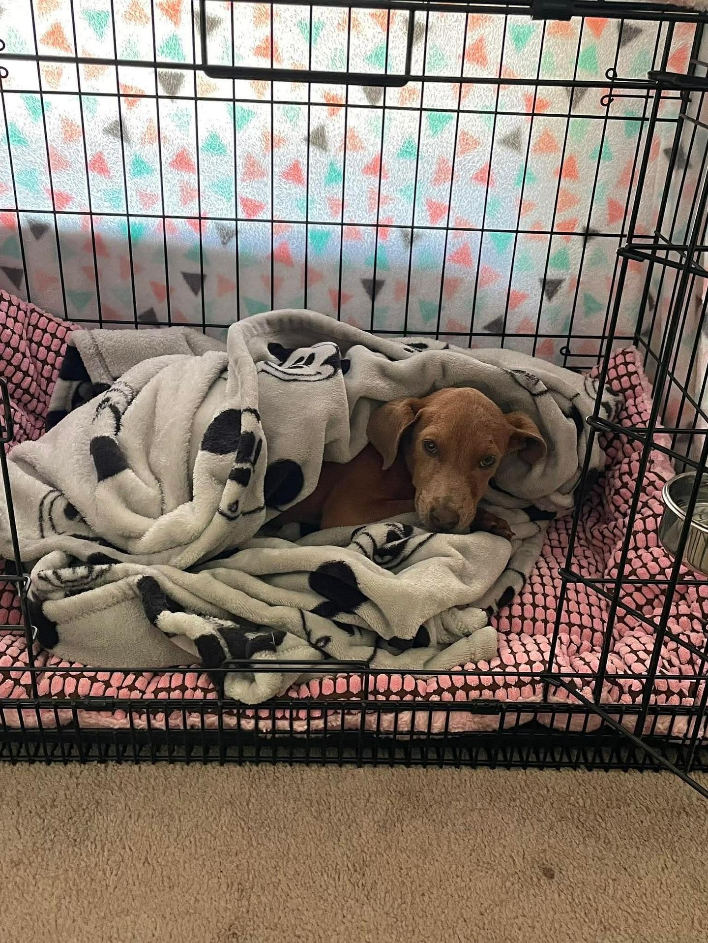 Enlarge Tulip, an adopted mixed breed in Commerce City, CO image 5/5