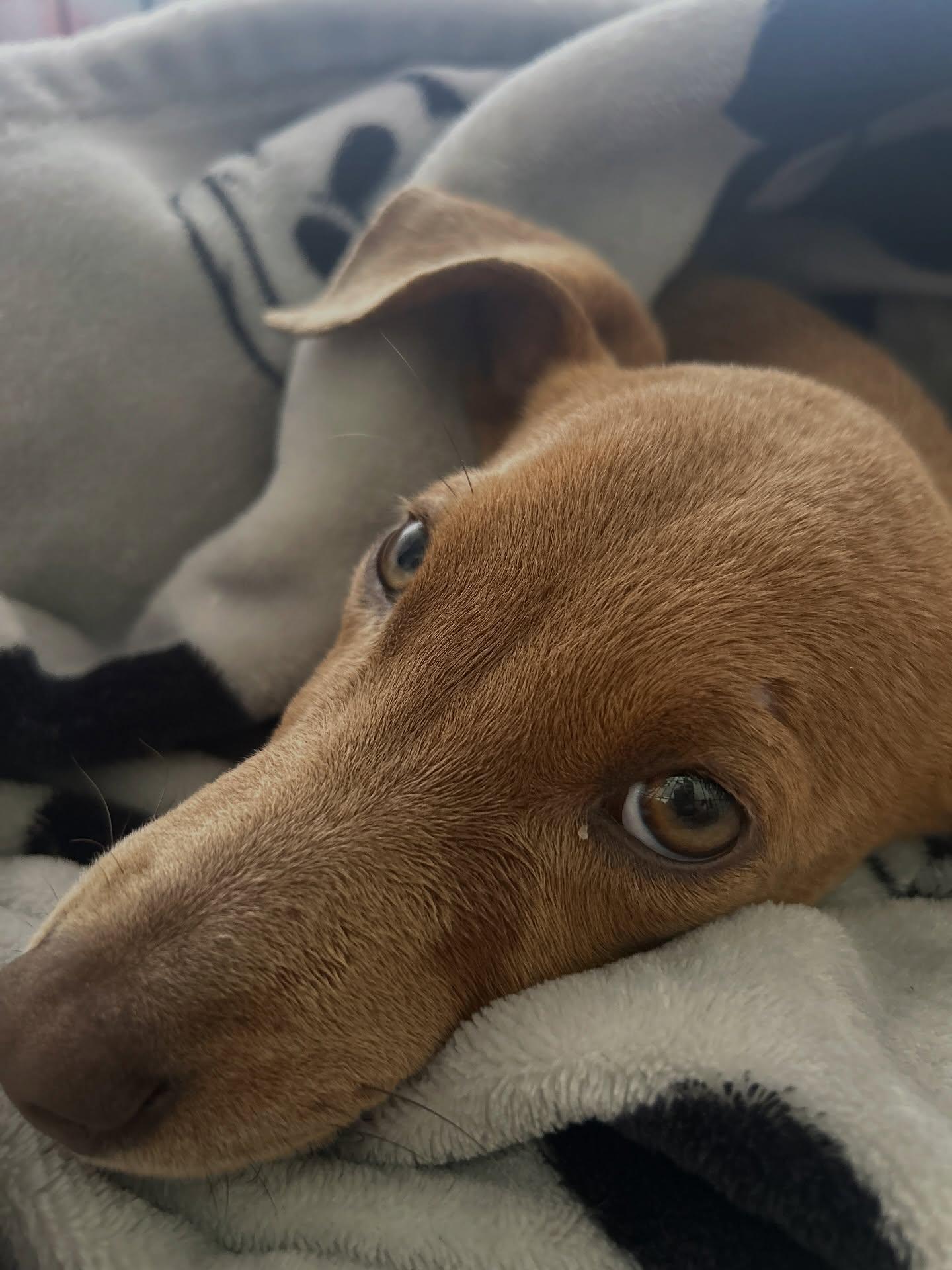 Enlarge Tulip, an adopted mixed breed in Commerce City, CO image 2/5