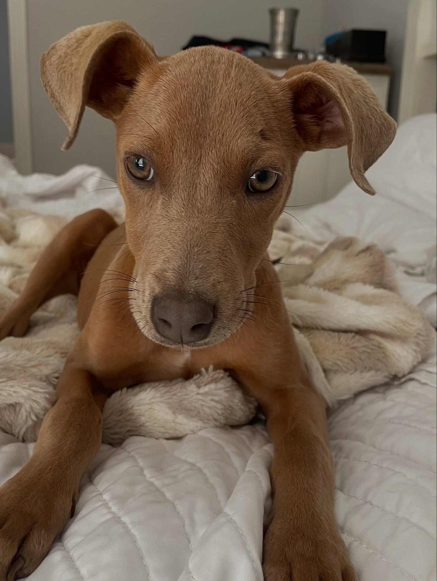 Tulip, adopted, Puppy Female Vizsla & Weimaraner.