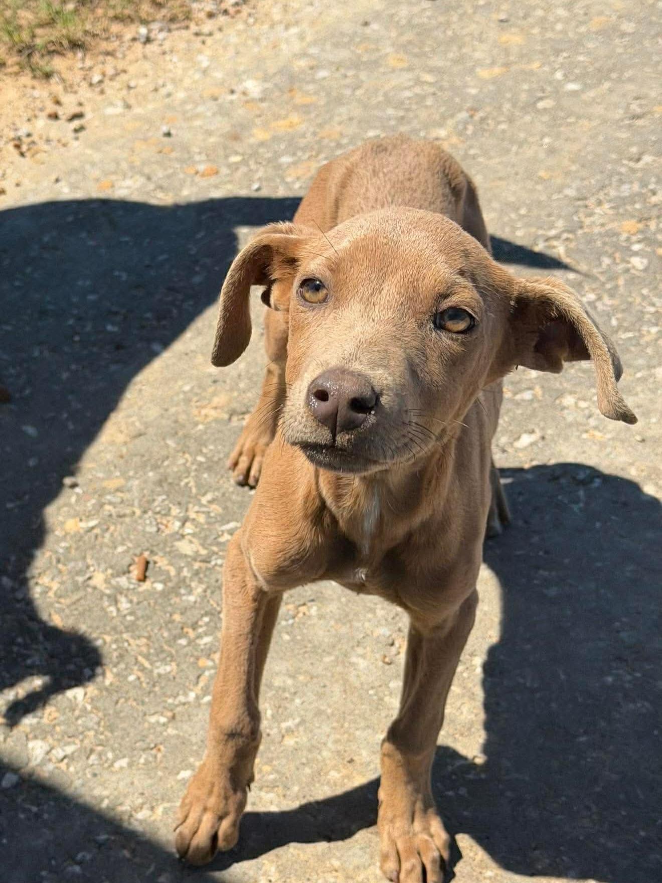 Enlarge Tulip, an adopted mixed breed in Commerce City, CO image 4/5