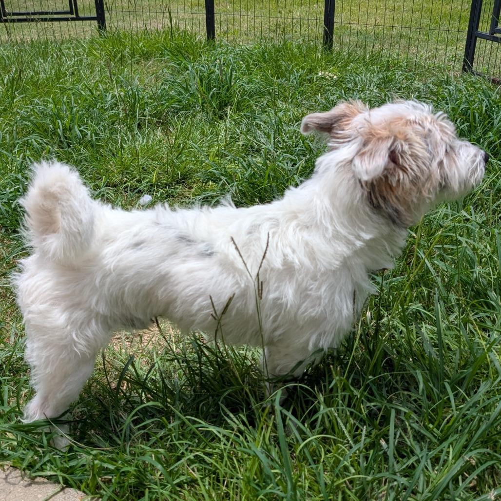 Diesel West, Adoptable, Young Male Mixed Breed & Terrier.