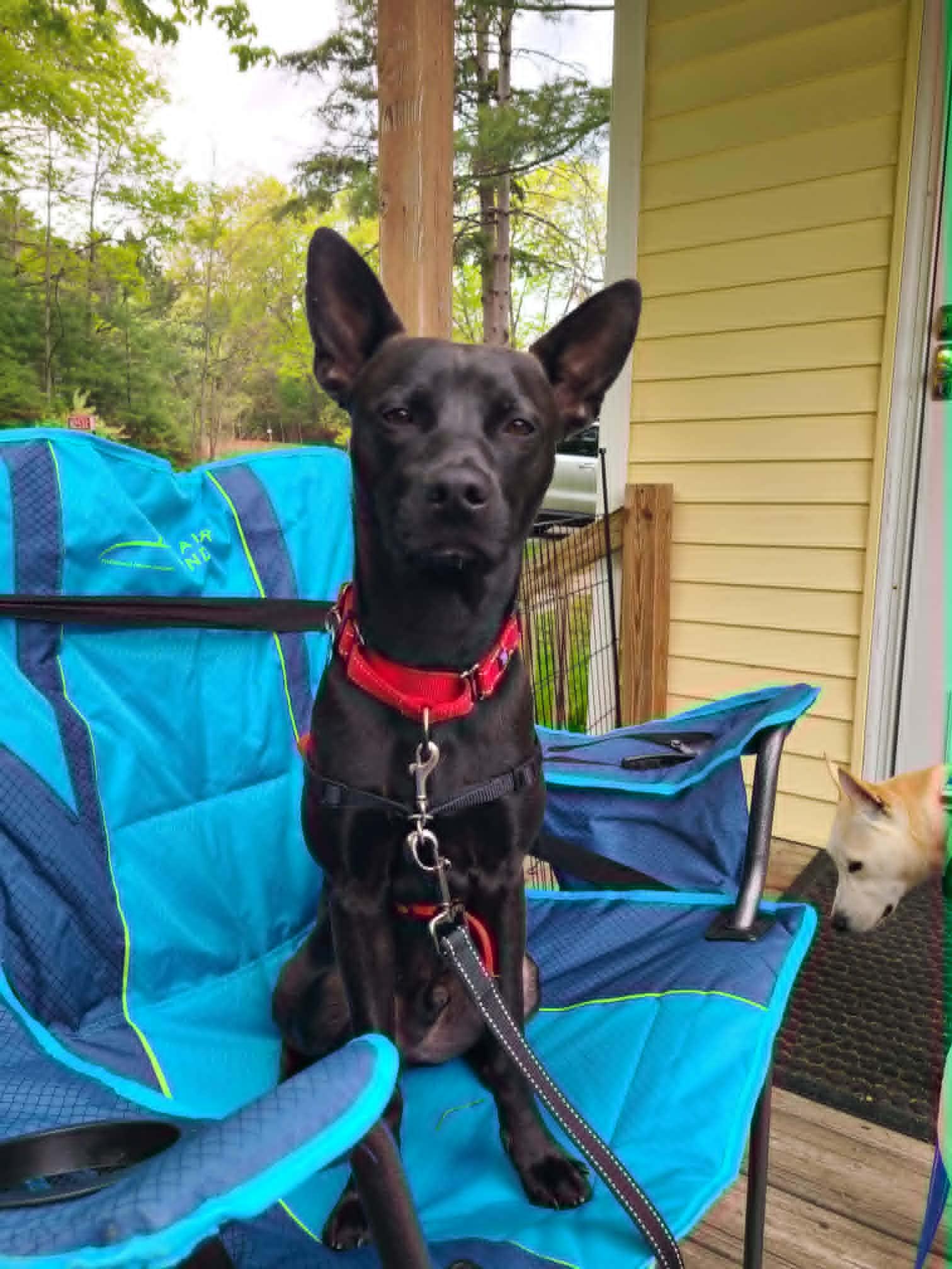 Sgt Pepper, a ADOPTABLE mixed breed in De Pere, WI image 6/6