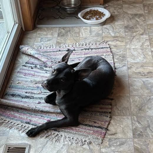 Sgt Pepper, a ADOPTABLE mixed breed in De Pere, WI image 3/6
