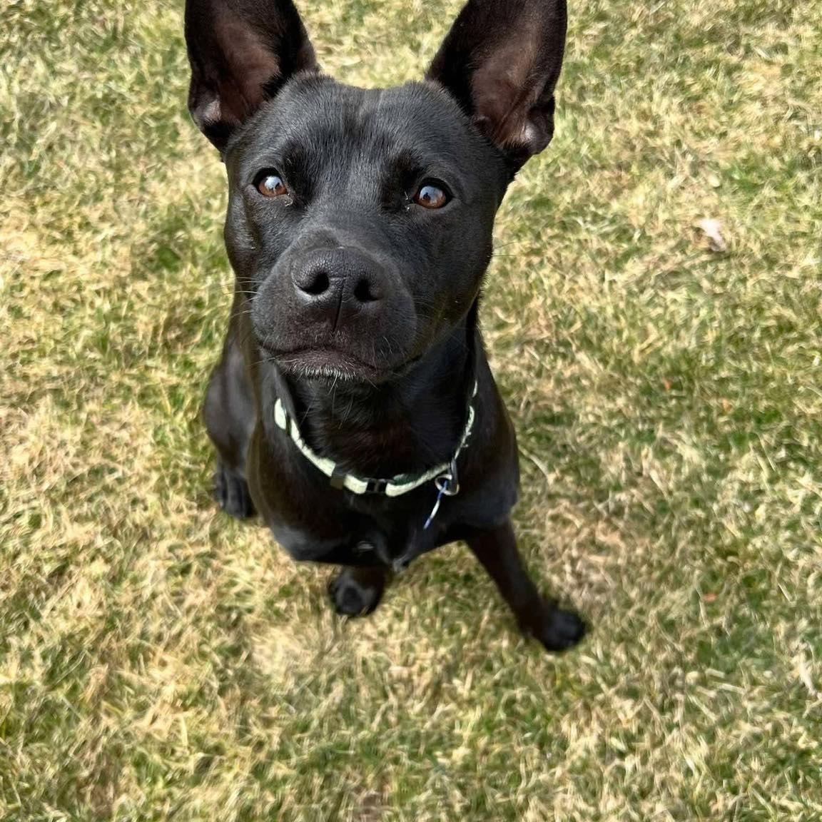 Sgt Pepper, a ADOPTABLE mixed breed in De Pere, WI image 5/6