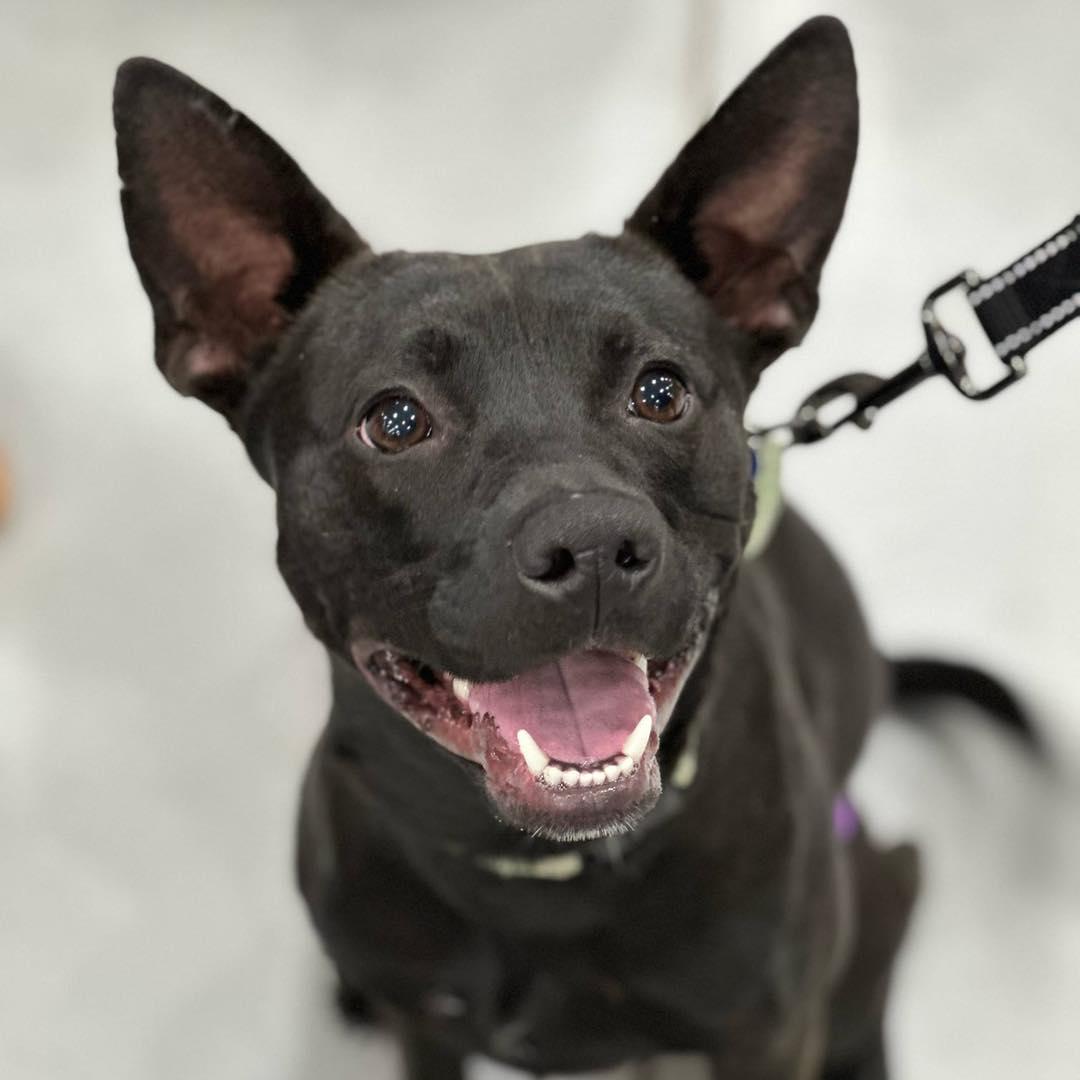 Sgt Pepper, a ADOPTABLE mixed breed in De Pere, WI image 4/6