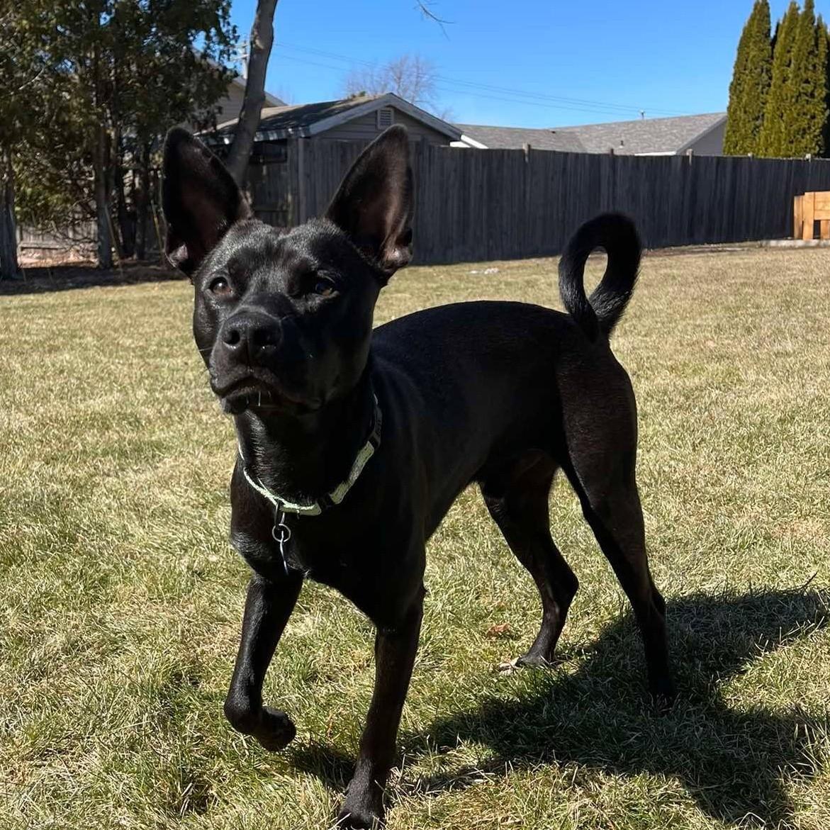 Sgt Pepper, ADOPTABLE, Young Male Mixed Breed.