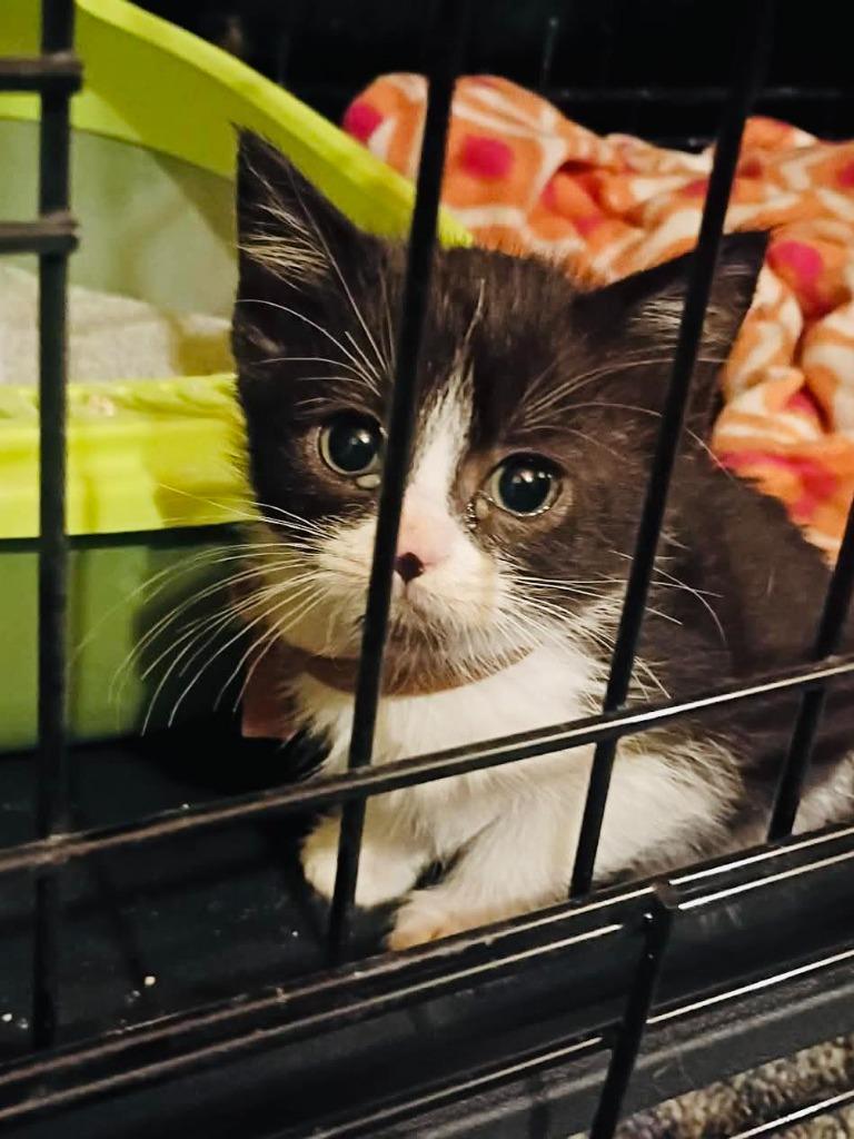 Ringo, Adoptable, Kitten Male Domestic Short Hair.