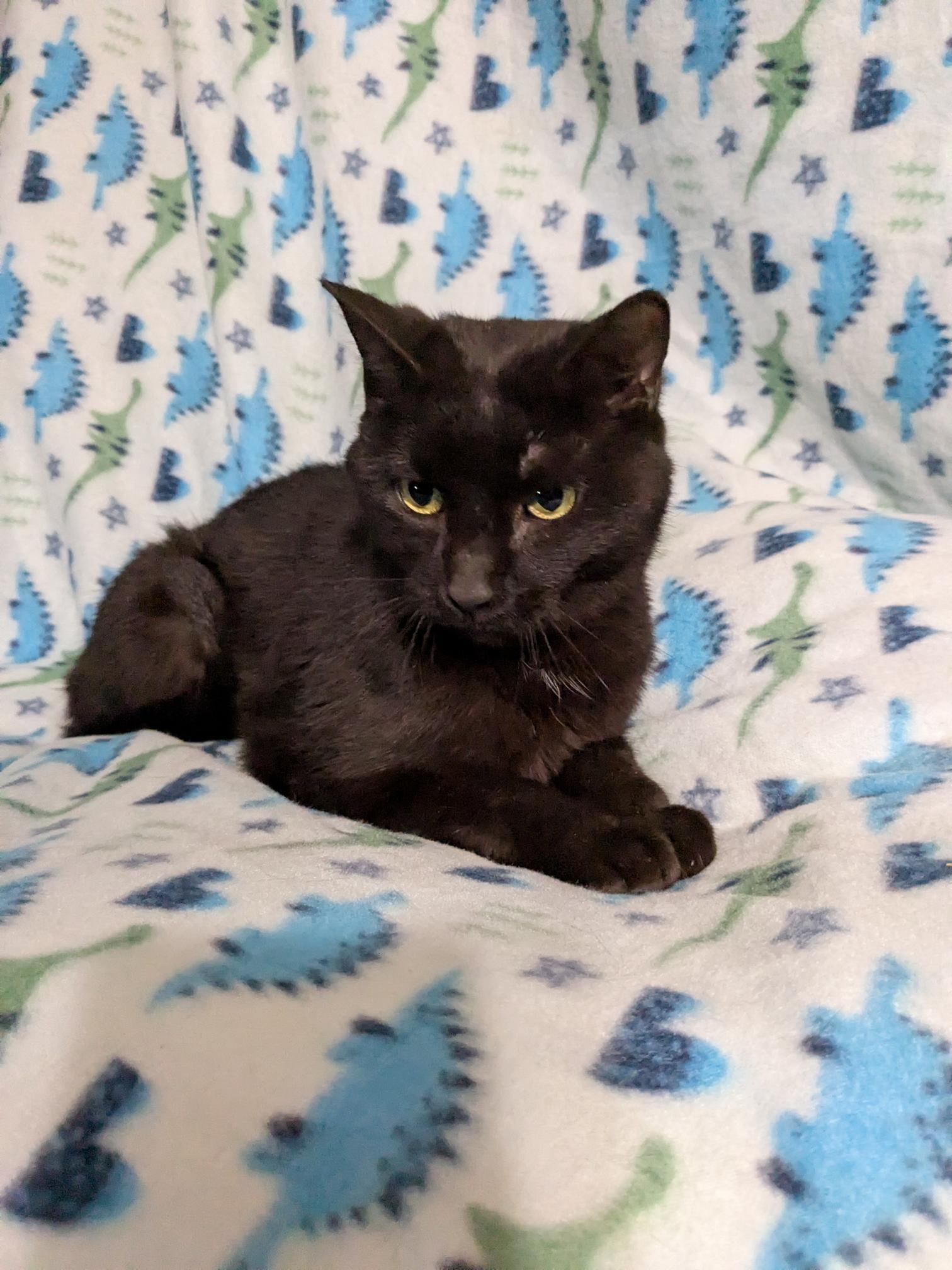 Enlarge Dorito, a ADOPTABLE Domestic Short Hair in St Paul, MN image 1/1