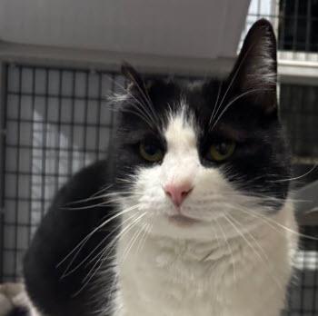 Van Gogh Kershaw, Adoptable, Adult Male Domestic Short Hair & Domestic Short Hair.