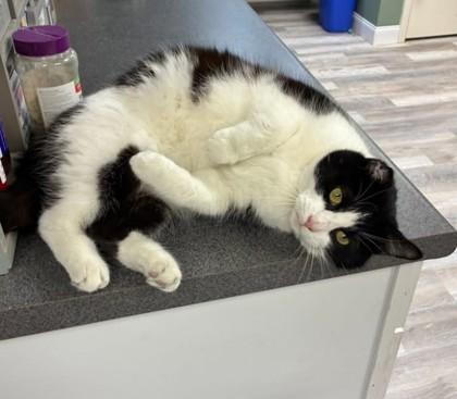 Enlarge Van Gogh Kershaw, a Adoptable mixed breed in Hudson, MA image 2/2