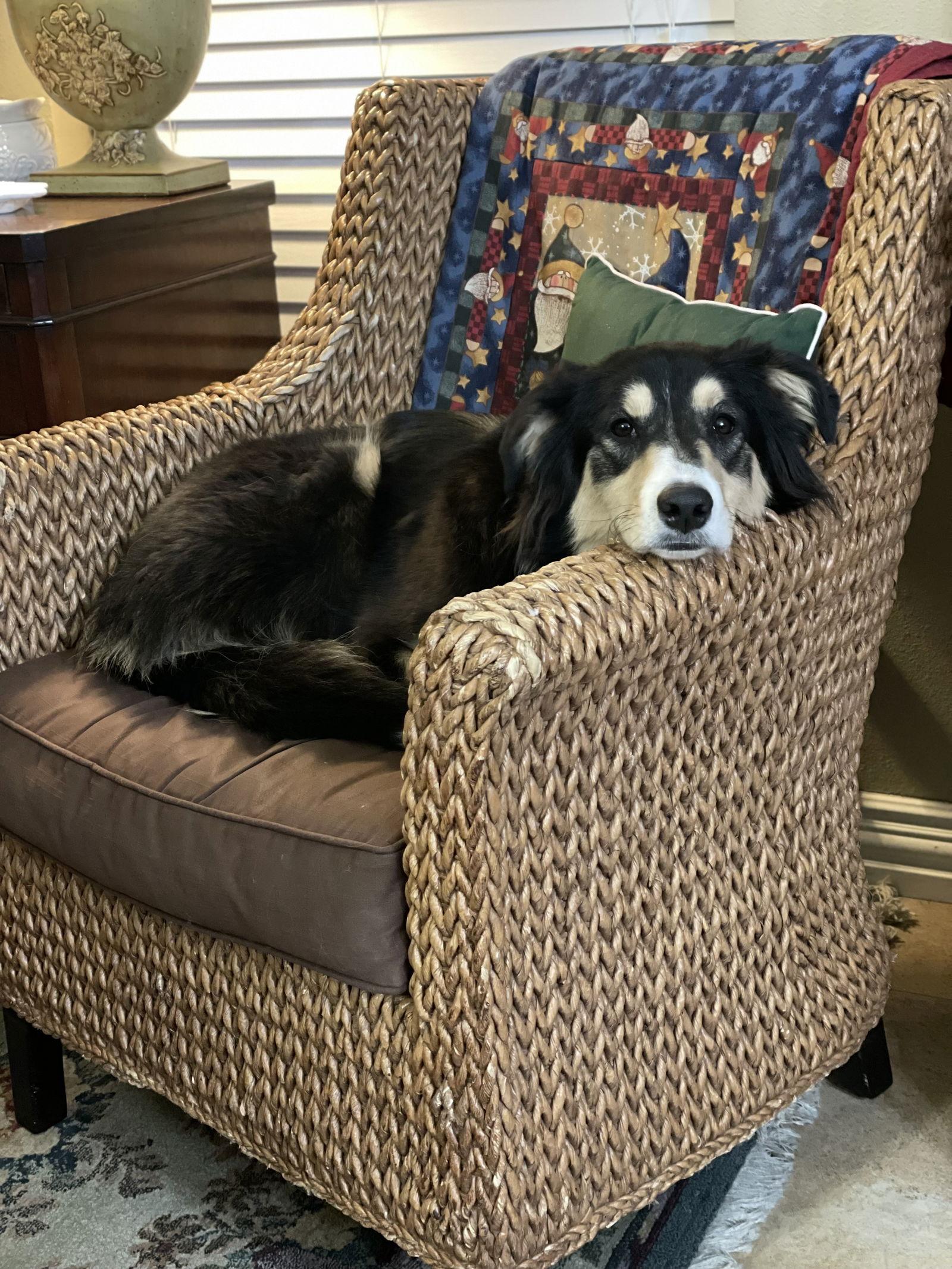 Enlarge Eleanor, a Adopted mixed breed in Pueblo West, CO image 1/3