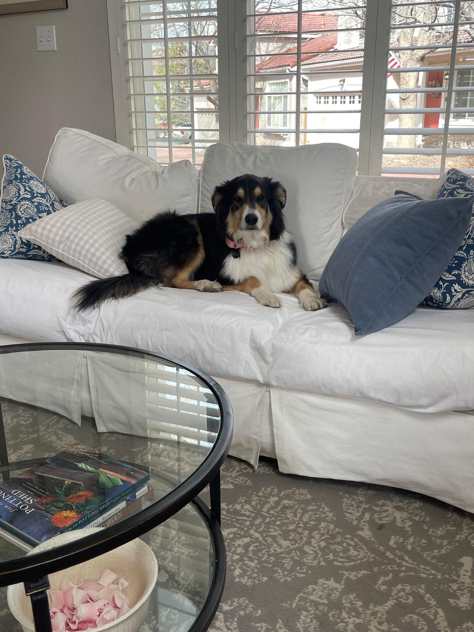 Enlarge Eleanor, a Adopted mixed breed in Pueblo West, CO image 2/3