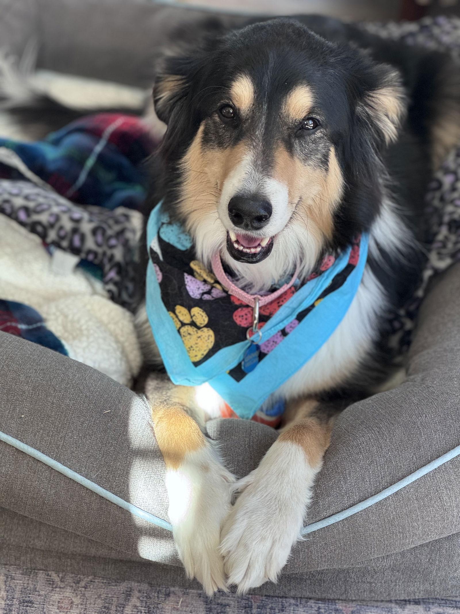 Enlarge Eleanor, a Adopted mixed breed in Pueblo West, CO image 3/3