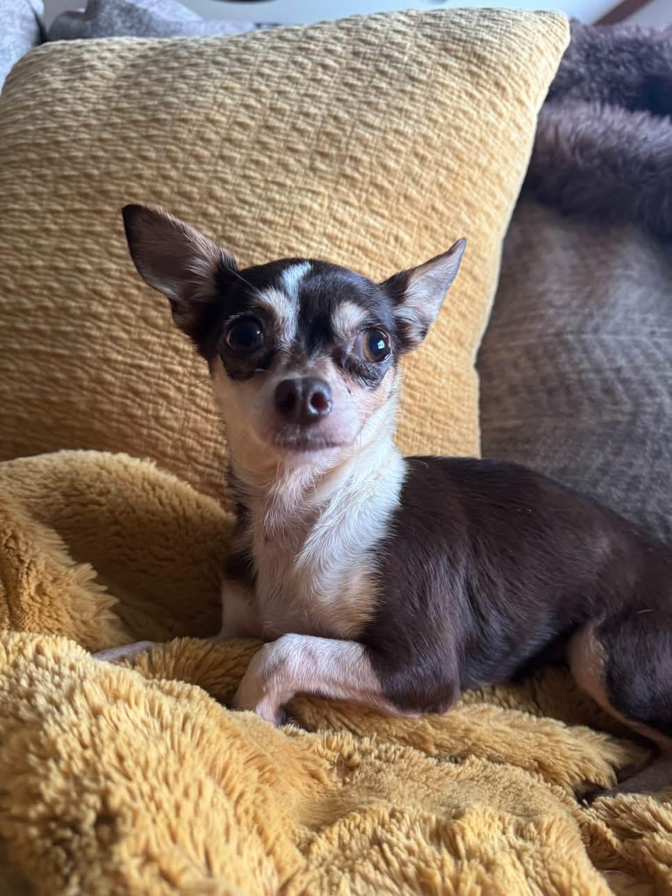 Enlarge Lollipop, a Adoptable Chihuahua in North Freedom, WI image 1/3