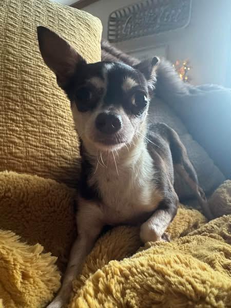 Enlarge Lollipop, a Adoptable Chihuahua in North Freedom, WI image 3/3